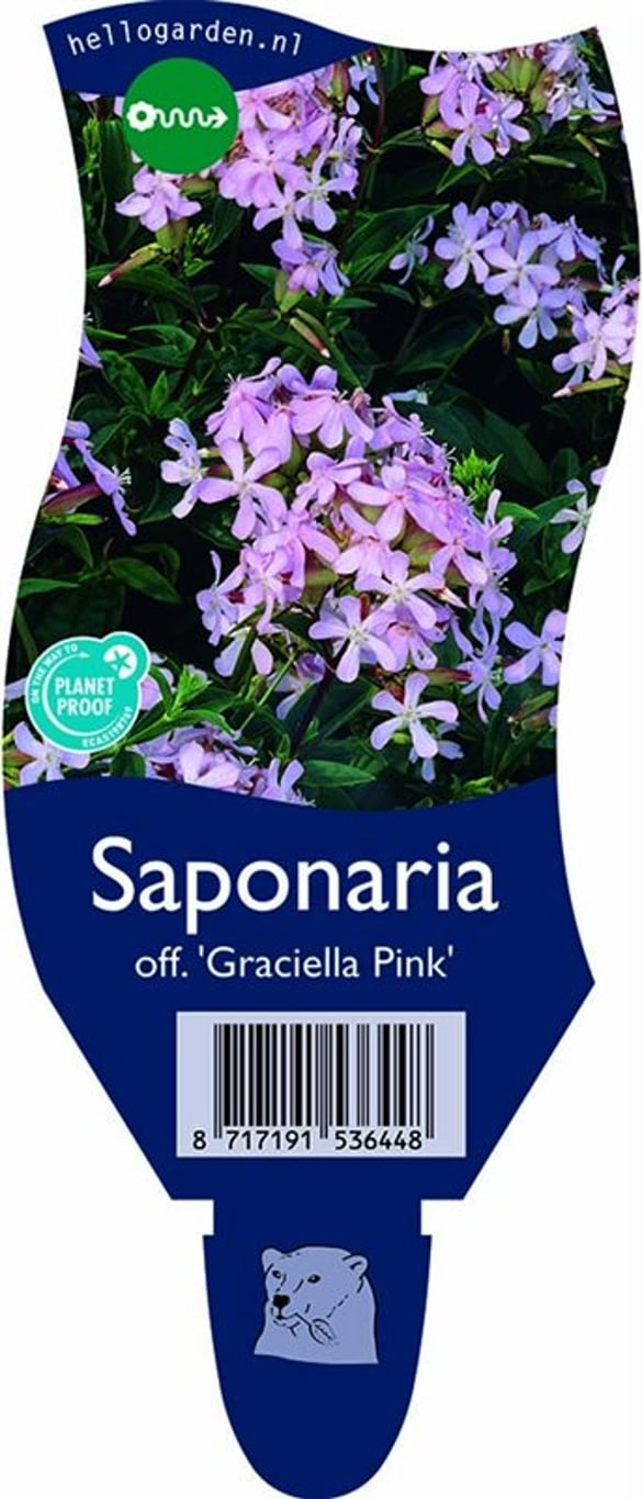 Saponaria officinalis 'Graciella Pink' - P11